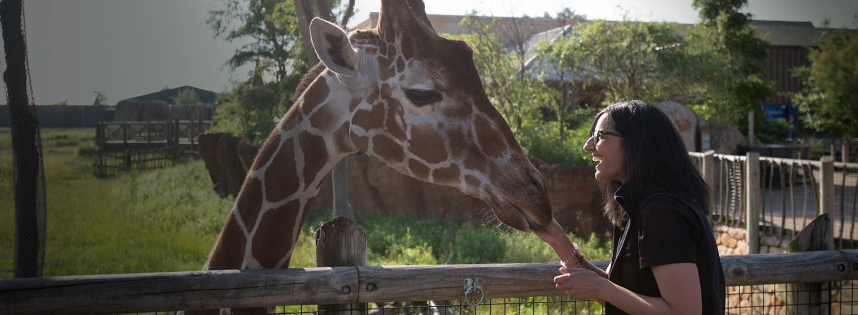 giraffe with vet at the Columbus Zoo