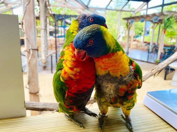 two lorikeets on perch