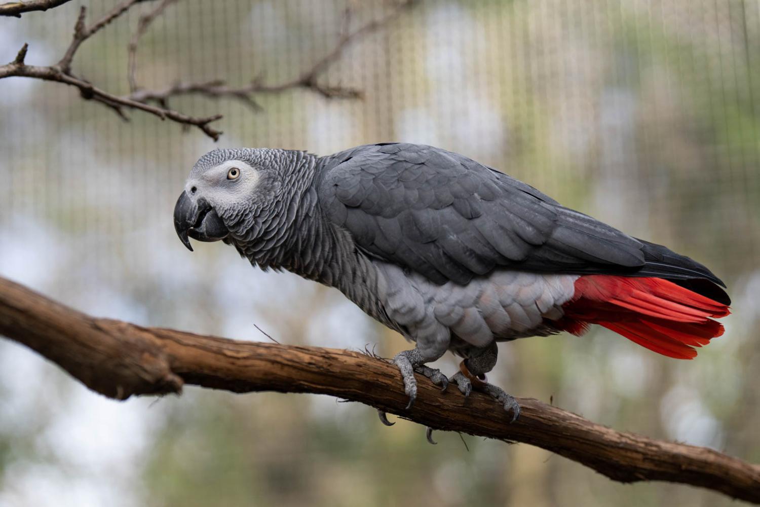 gray parrot on branch