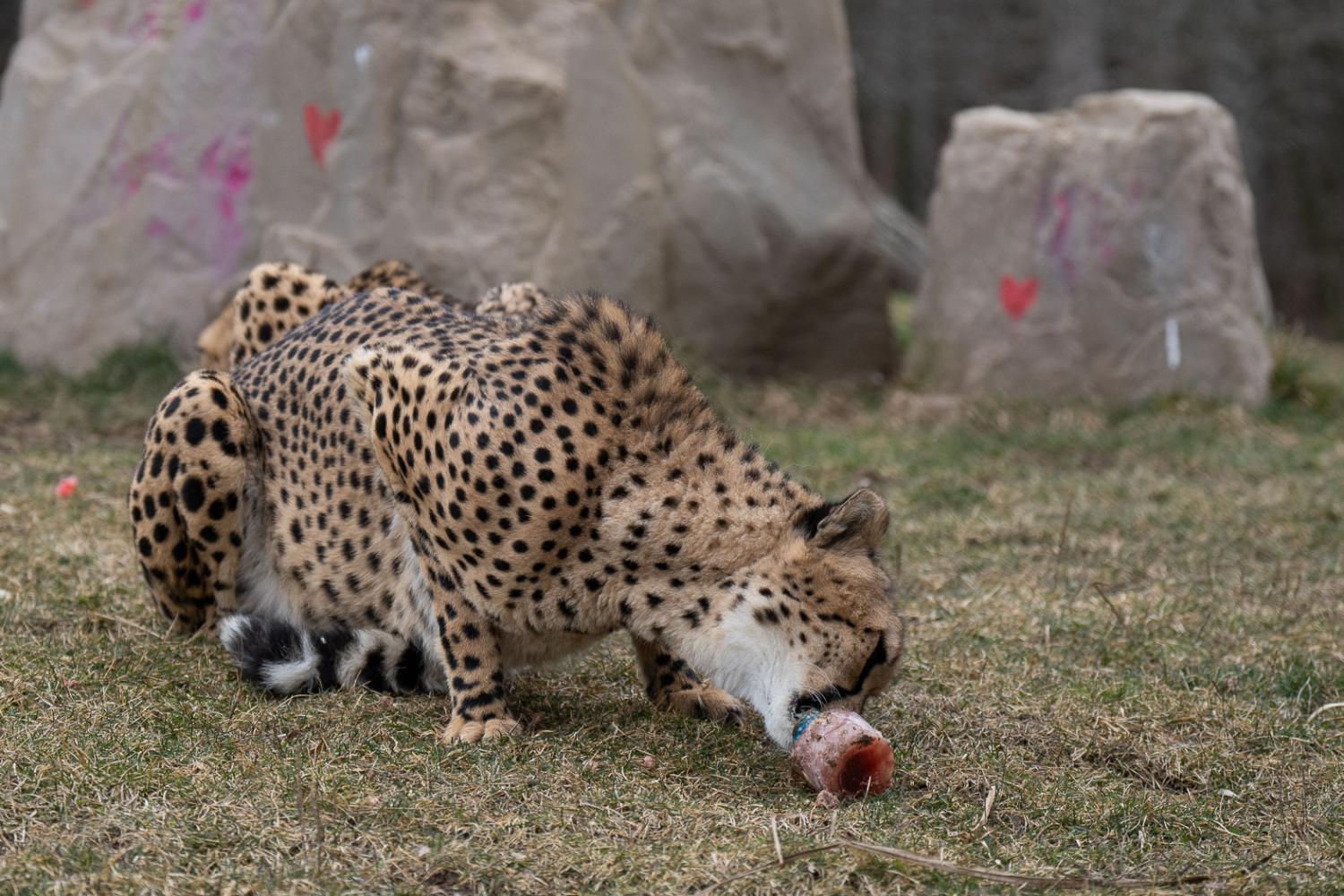 cheetah with food