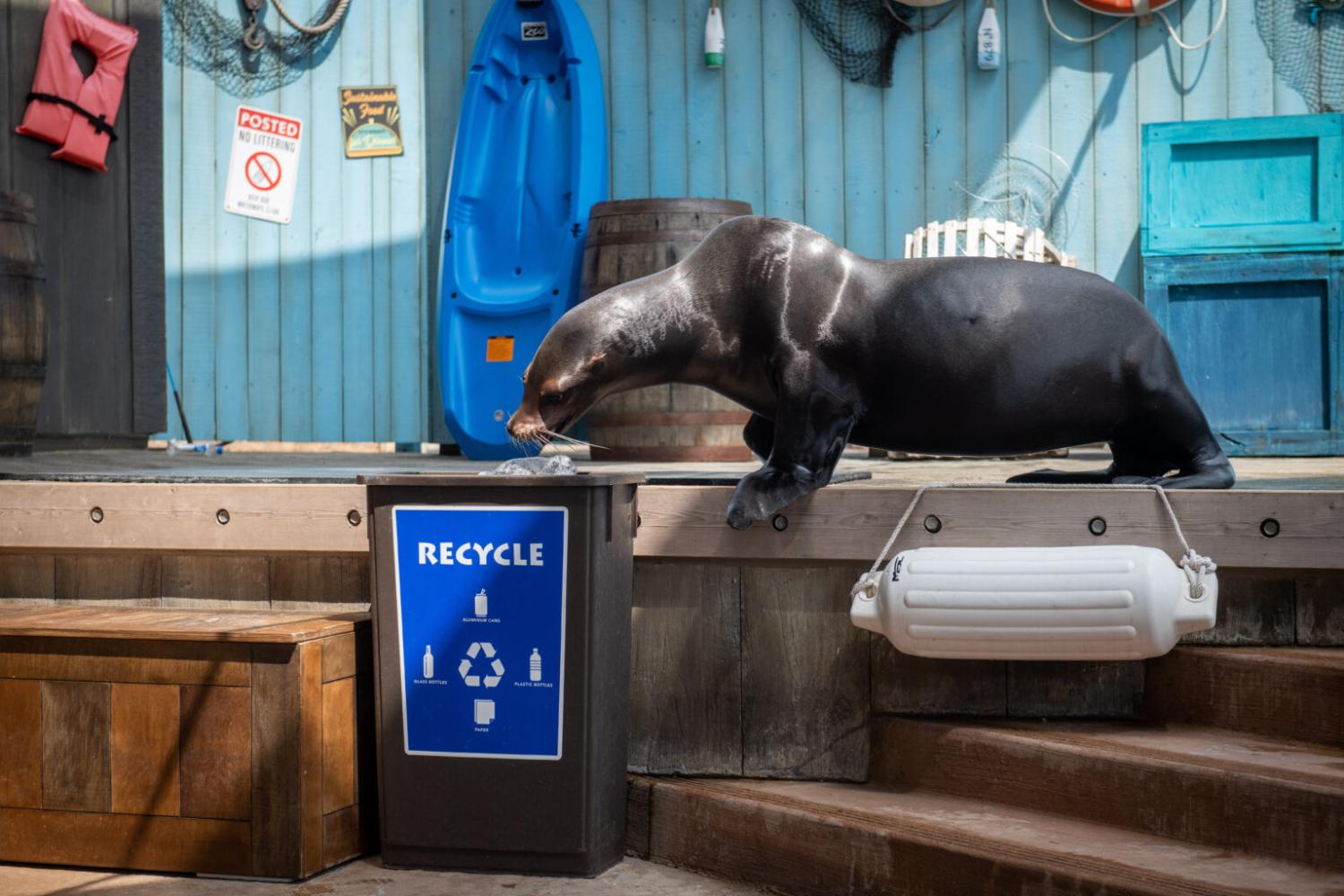 Sea Lion recycling