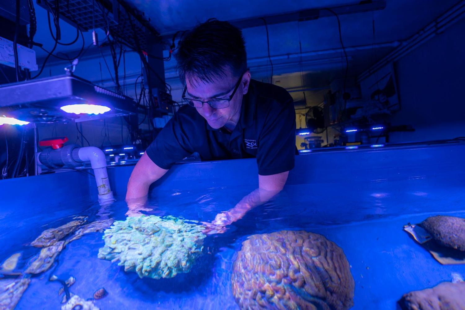 man working with coral in water