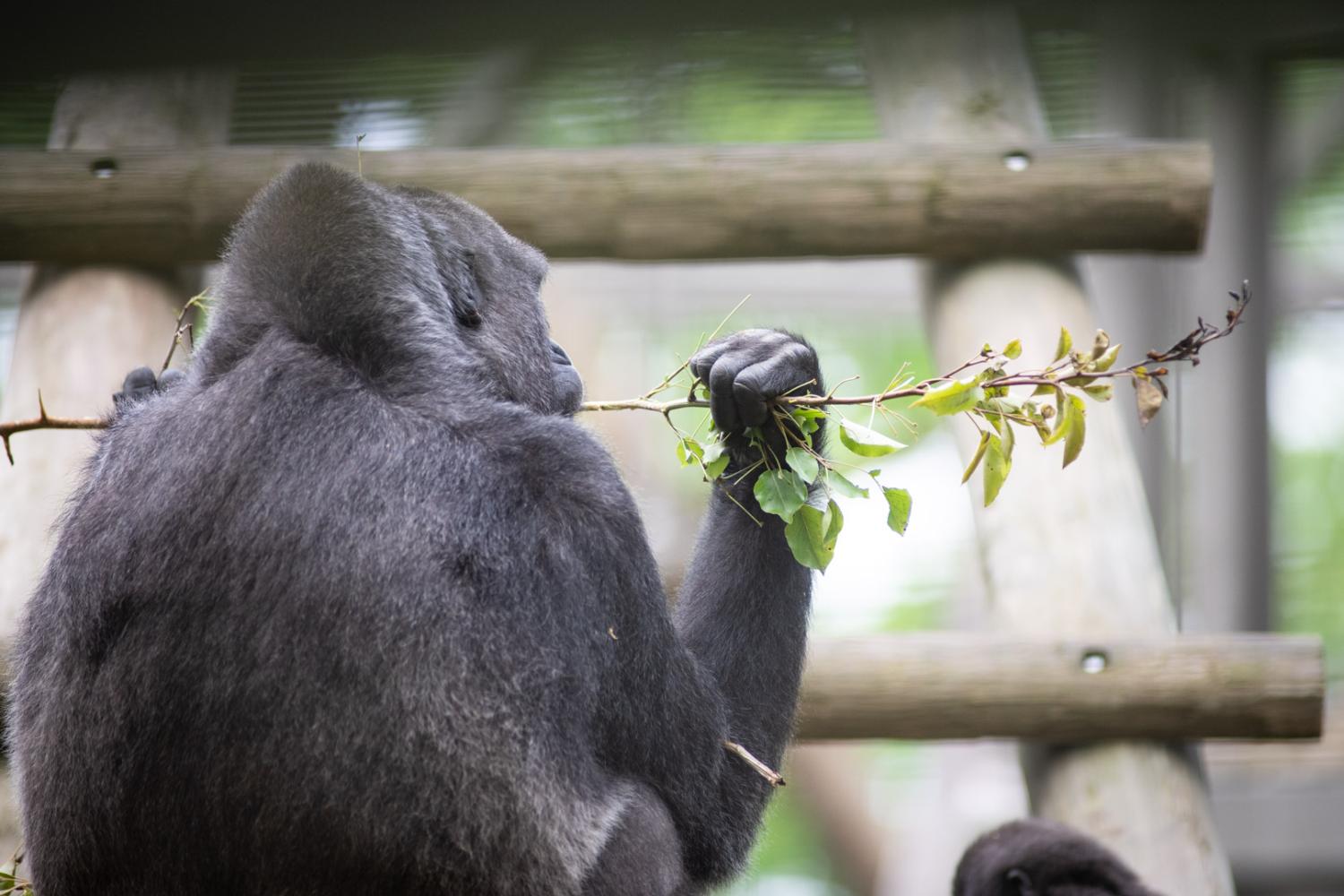 gorilla eating browse