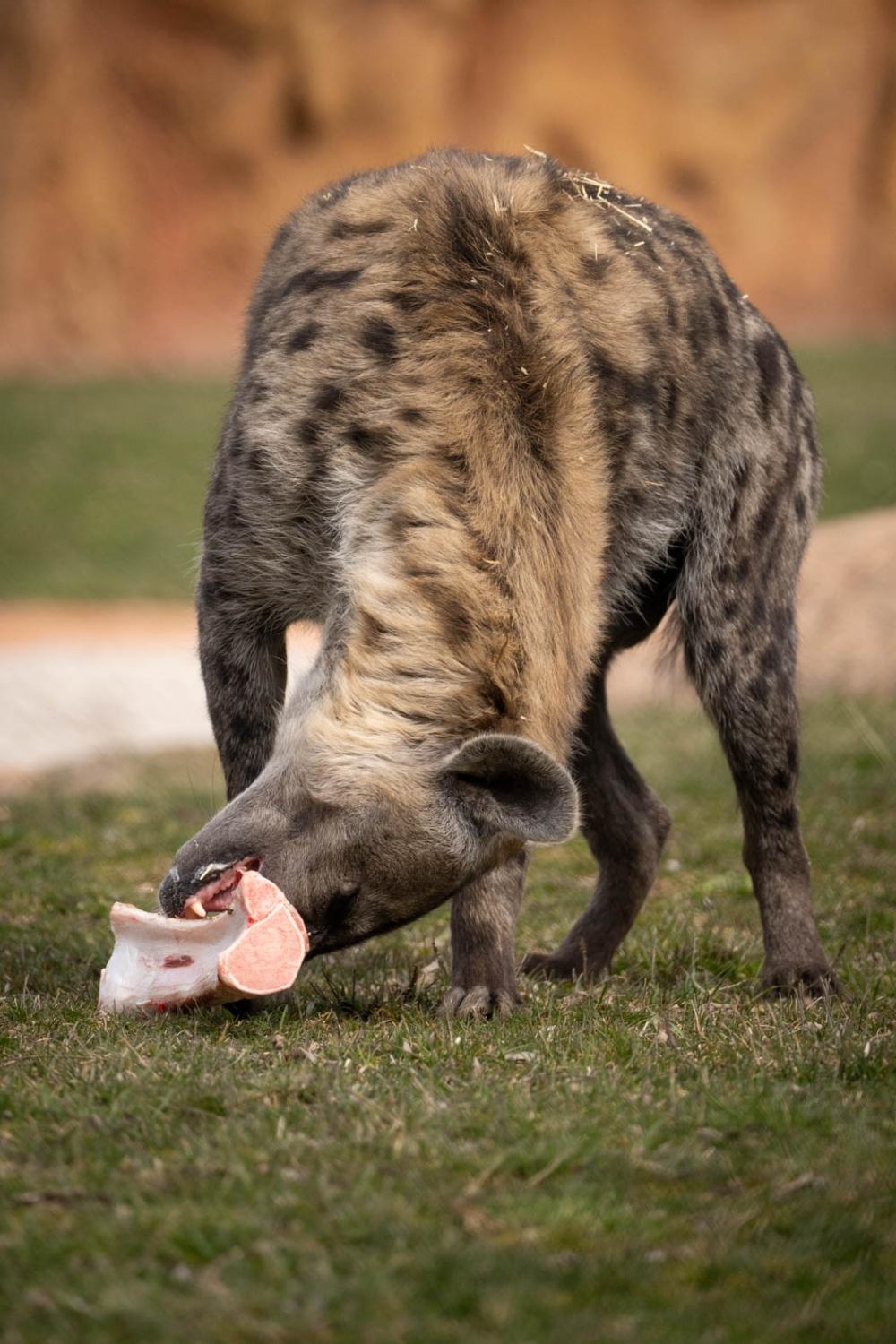 hyena chewing on animal bone