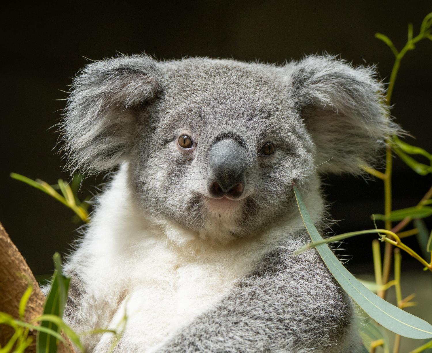 koala near tree branches