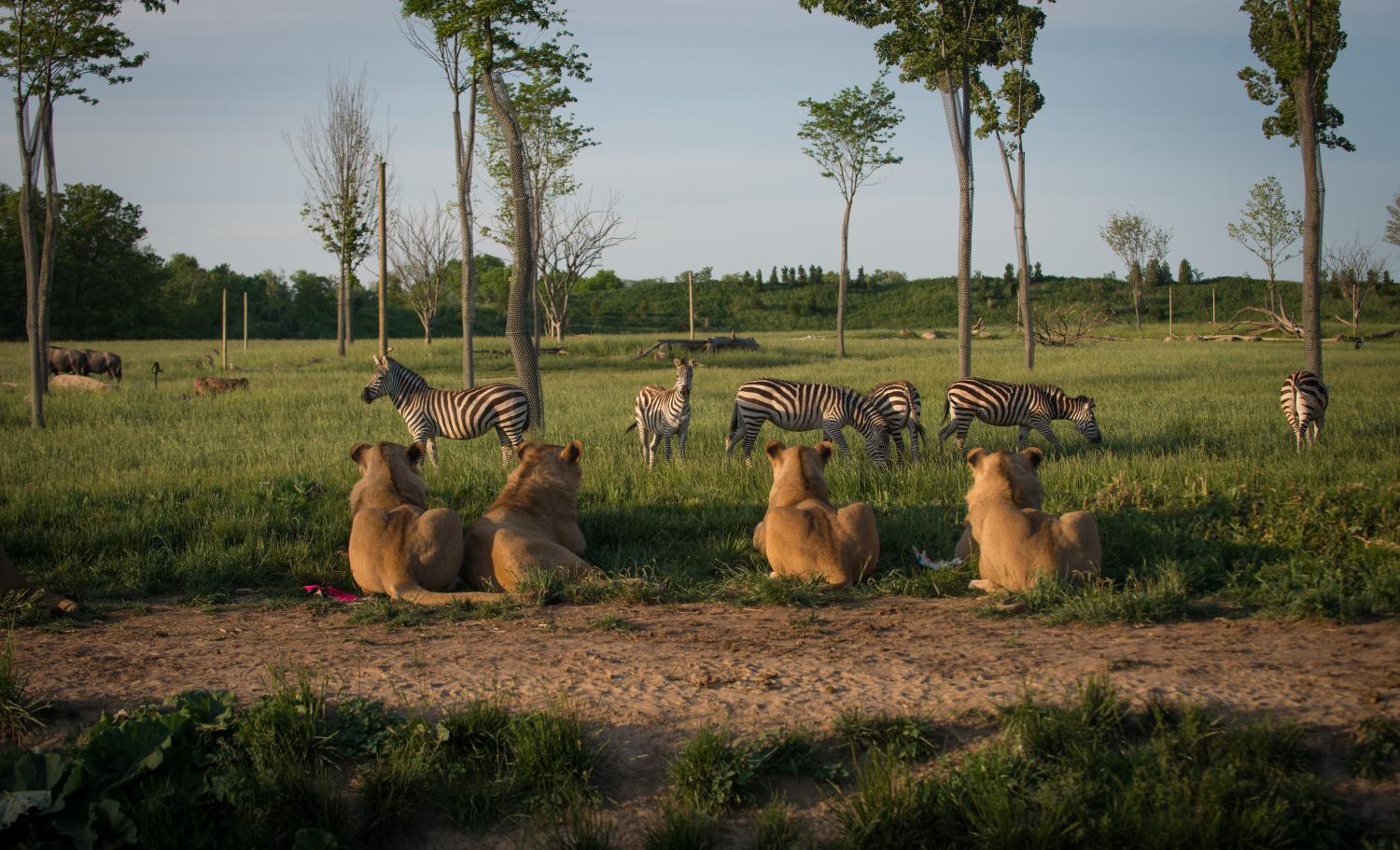lions looking at zebras