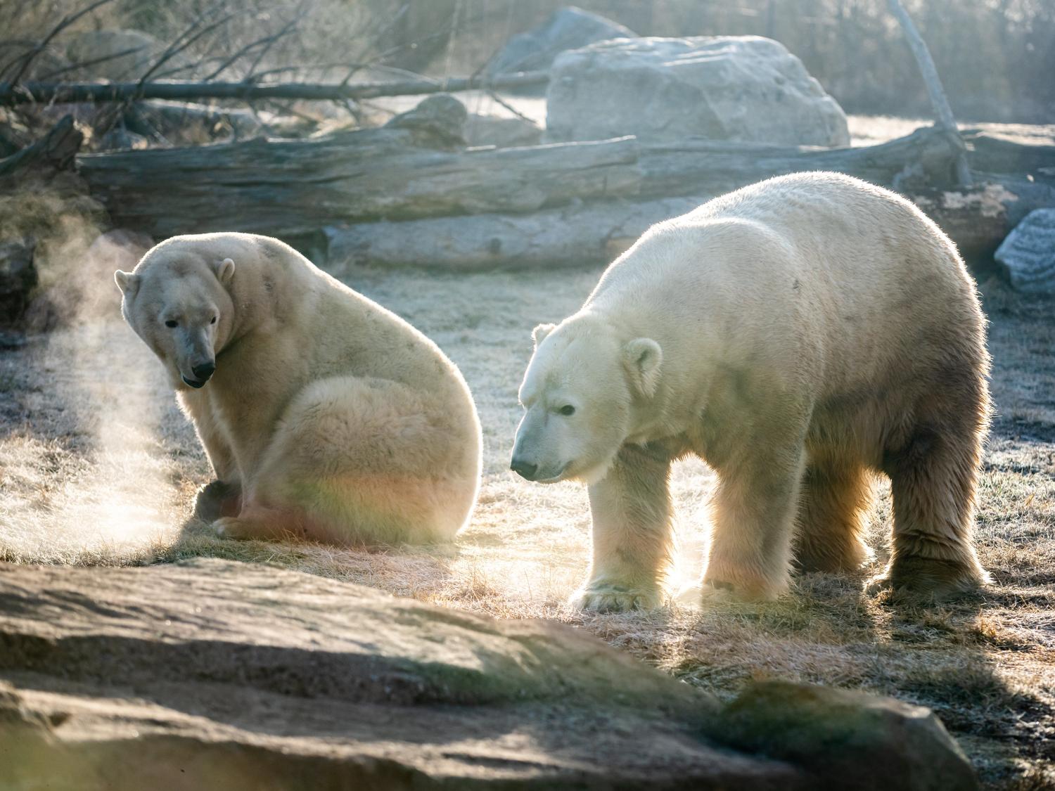 two polar bears outside