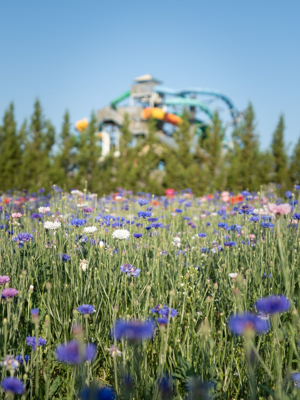 flowers and water slides
