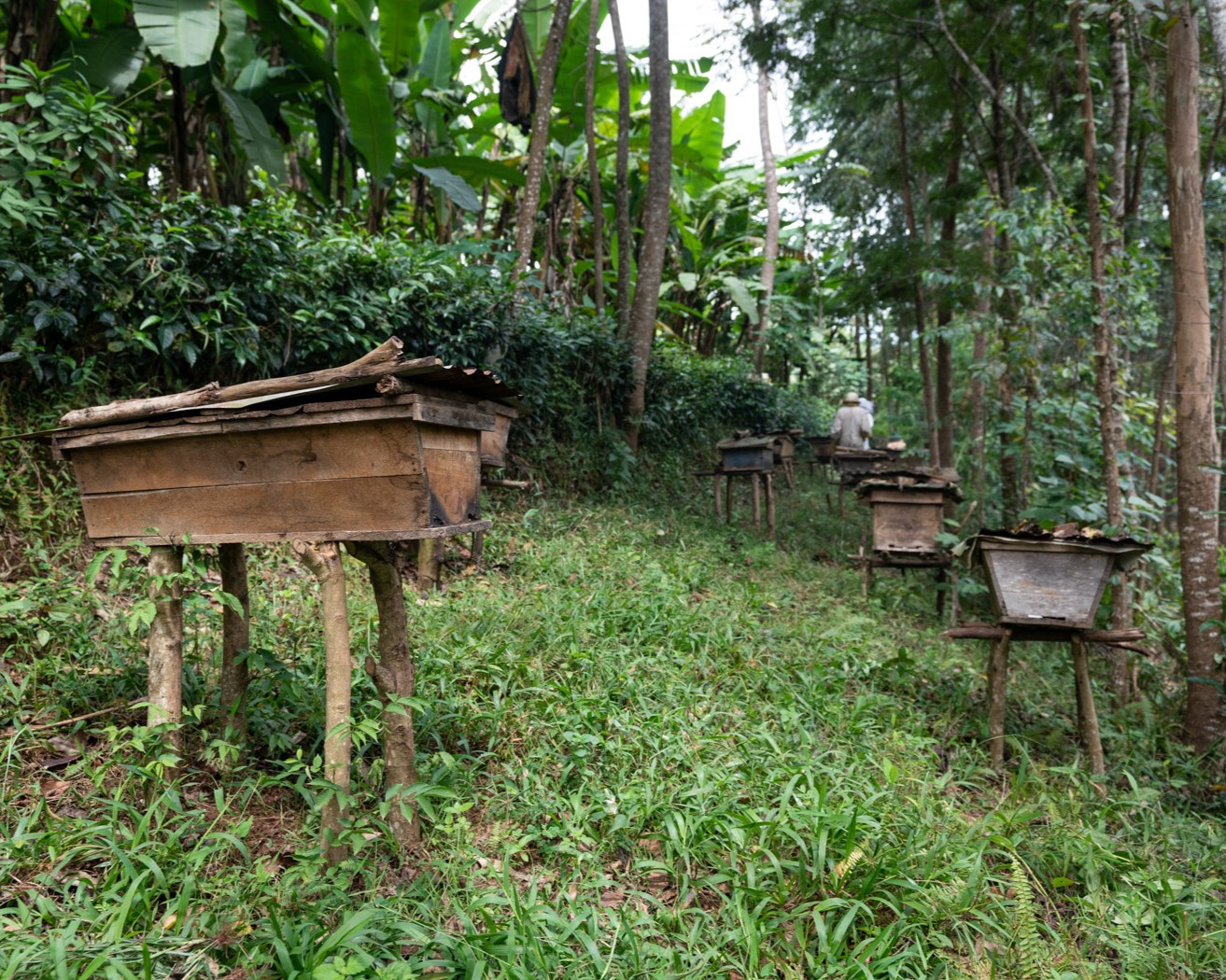 beekeeping area