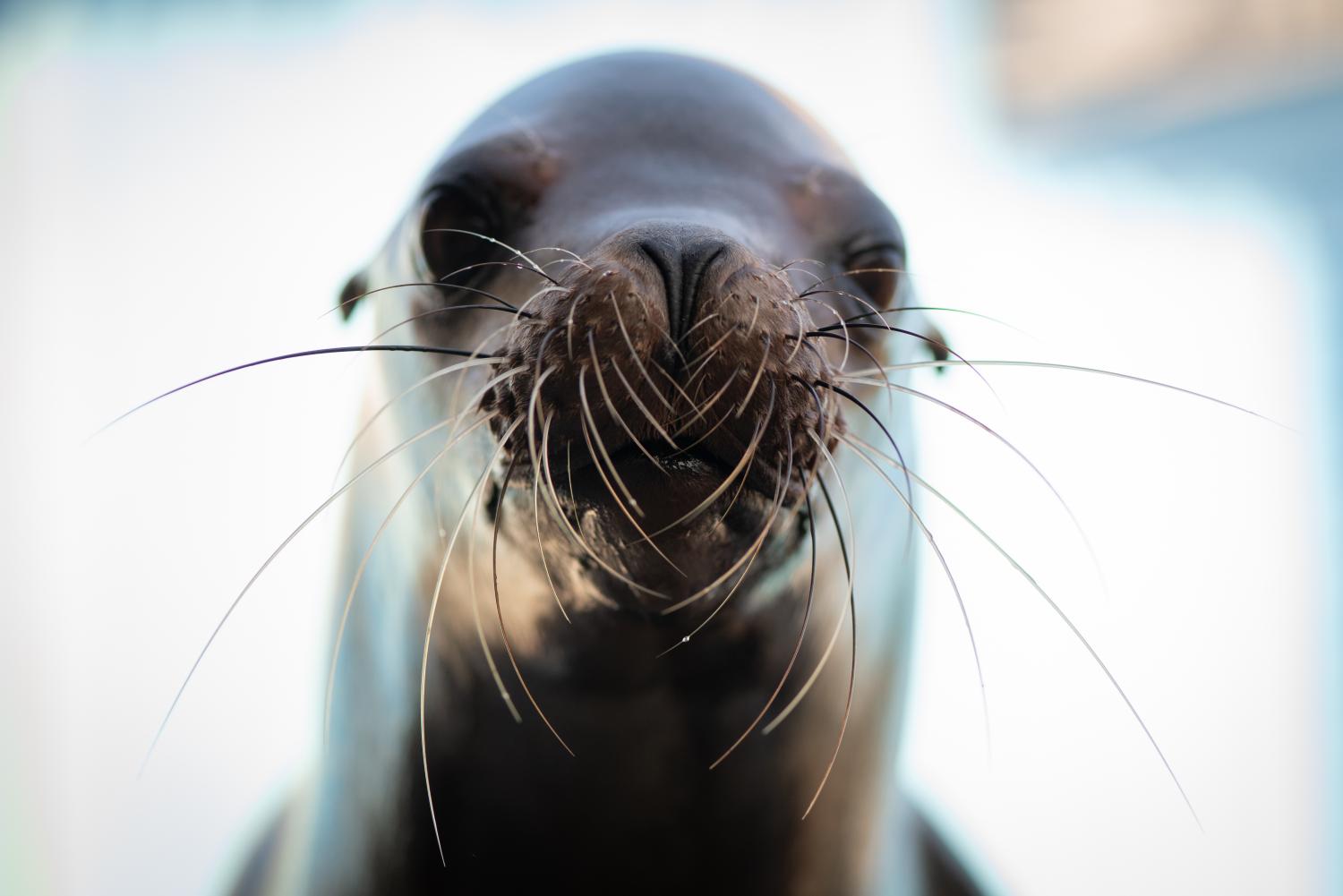picture of sea lion