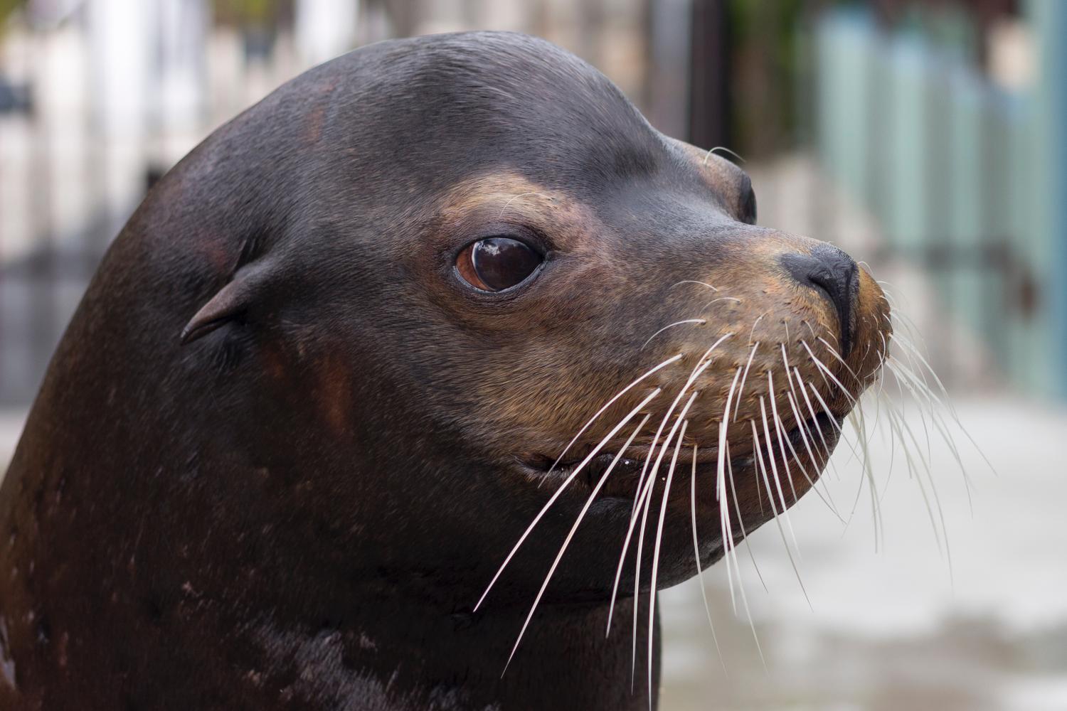 picture of sea lion