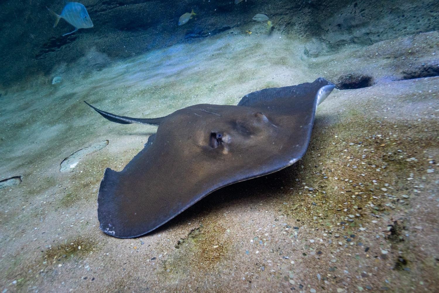 stingray in water