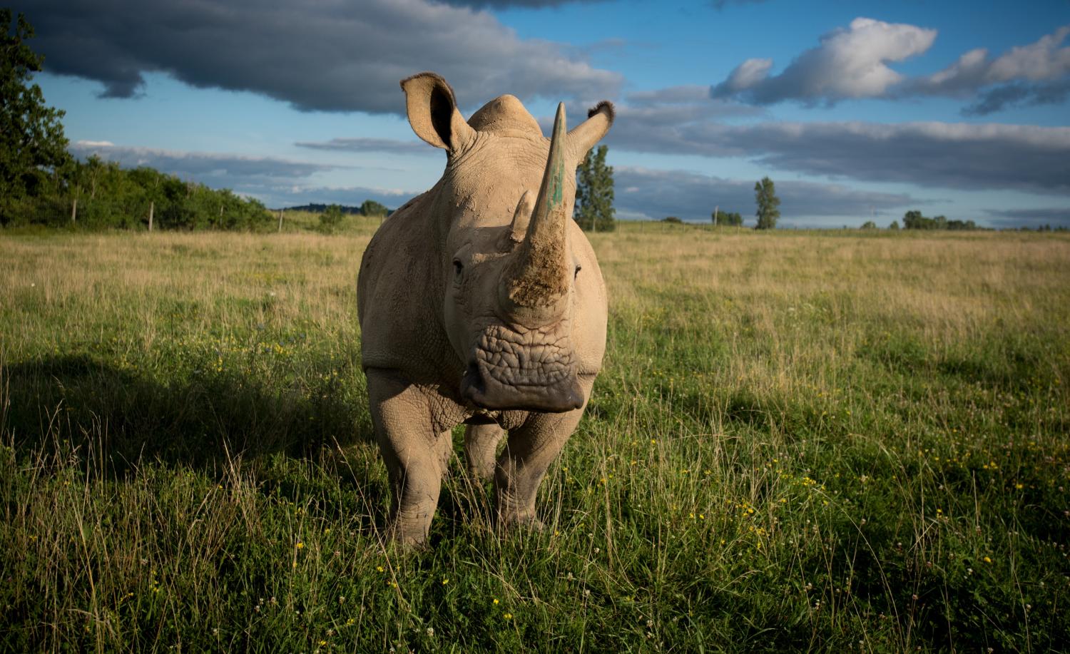rhino posing in field