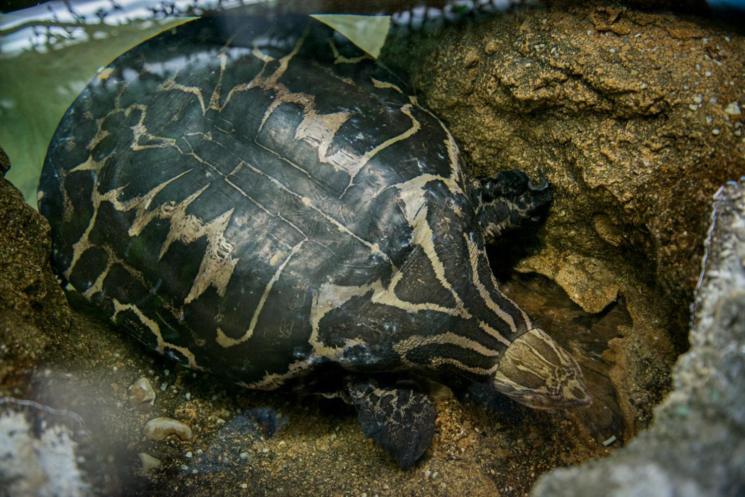 narrow headed turtle