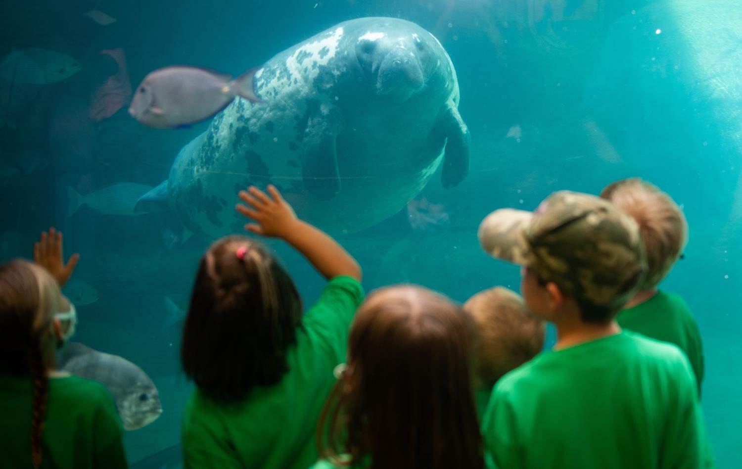 children looking at manatee