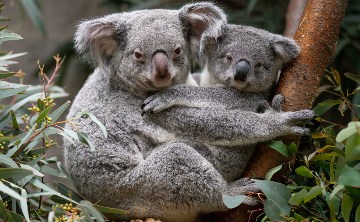 two koalas in tree