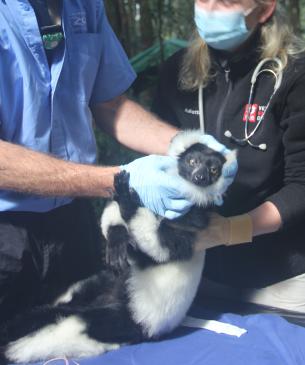 vets placing collar on lemur