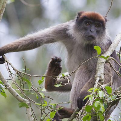 Ashy Red Colobus Monkey, Photo Credit: Oscar Balm