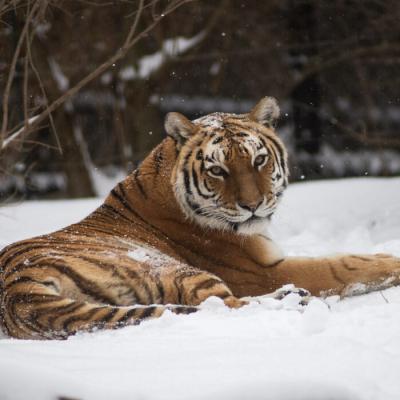 Amur Tiger Natasha