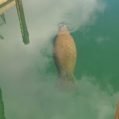 Manatee from above (Photo credit: Taylor Hann)