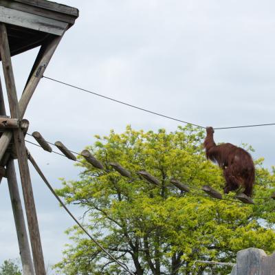 Orangutan climbing