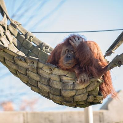 Orangutan enjoying firehose bed