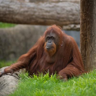 Orangutan relaxing in grass