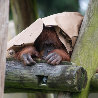 Orangutan Dumplin hiding under box