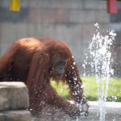 Orangutan splashing in water
