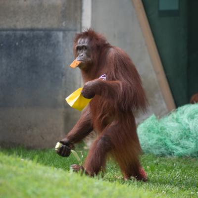 Orangutan walking