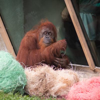 Orangutan with enrichment
