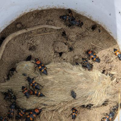 American Burying Beetles in bucket