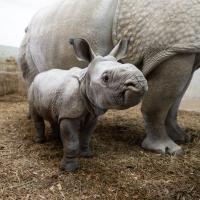baby Asian One-Horned rhino