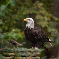 Bald eagle in Zoo habitat