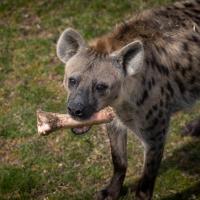 hyena with bone in mouth