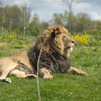 Male lion lying in savanna habitat at the Columbus Zoo