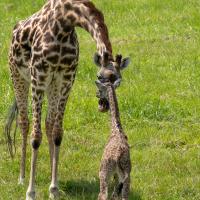 Giraffe calf nuzzles faces with her mother