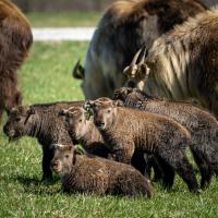 Takin kids with their herd at The Wilds