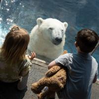Two children with a stuffed bear look at polar bear