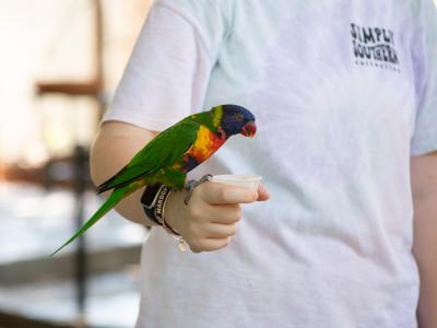 lorikeet eating from a guests hand