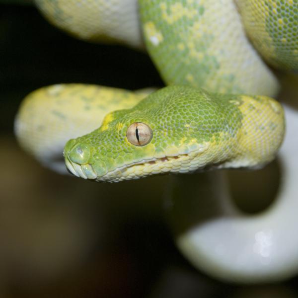 green snake looking snakey