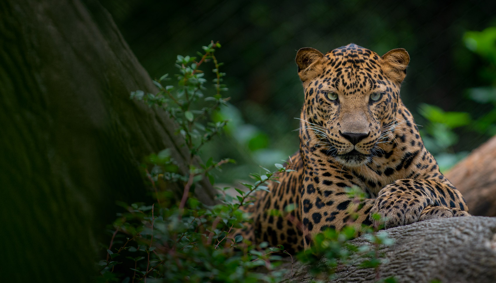 African leopard