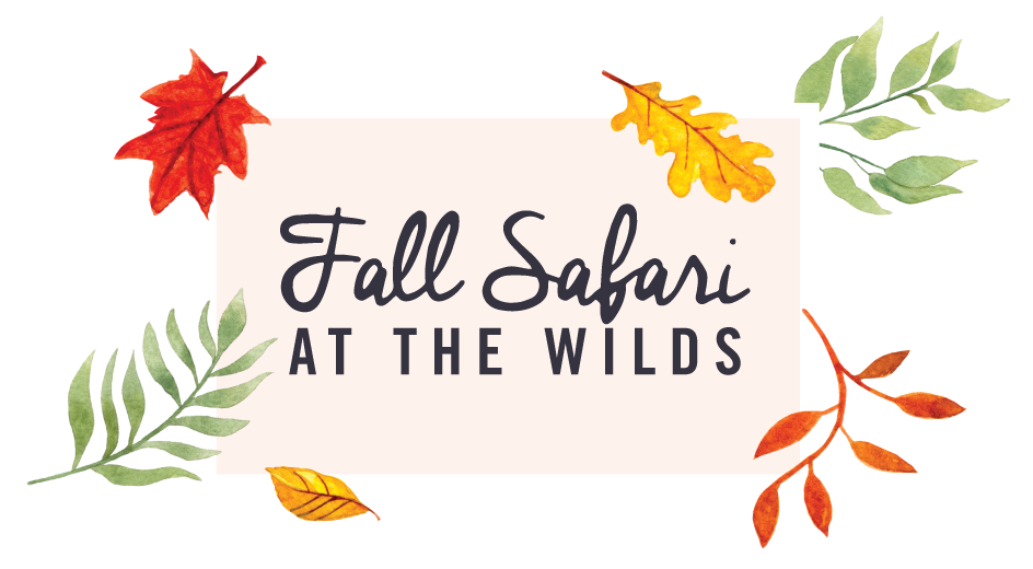 Fall Safari at the wilds with leaves