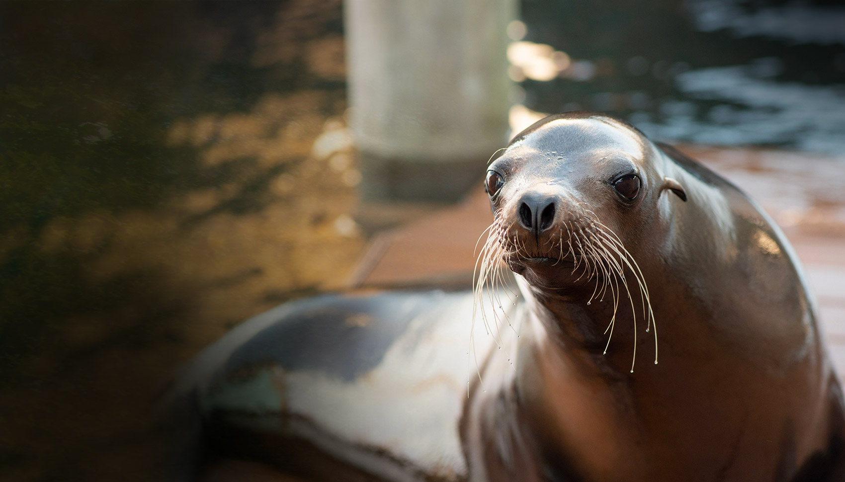 sea lion adventure cove columbus zoo