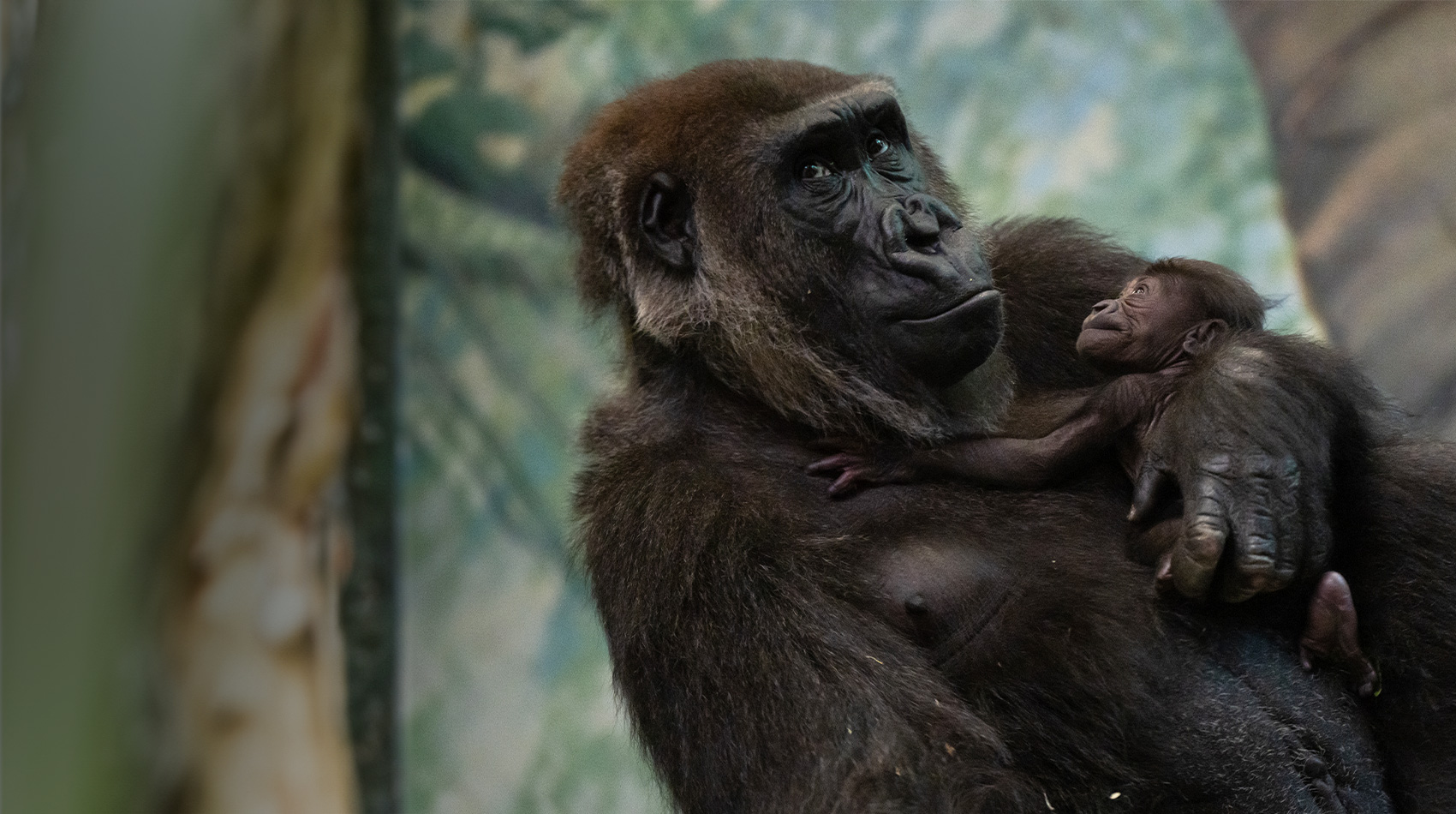 mother gorilla holding baby