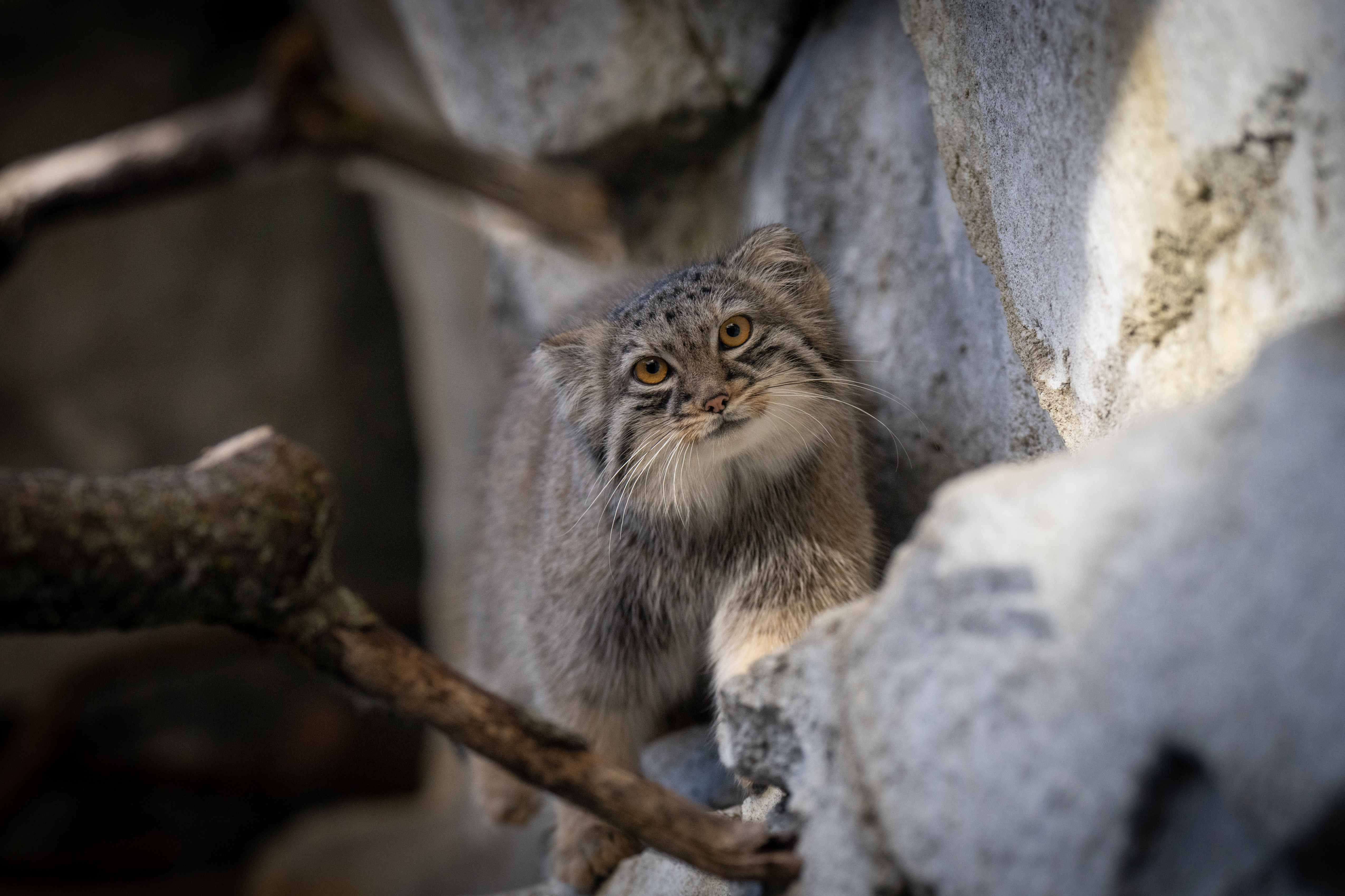 Know Your Cat - Pallas Cat