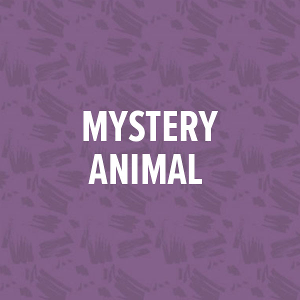 Mystery Animal