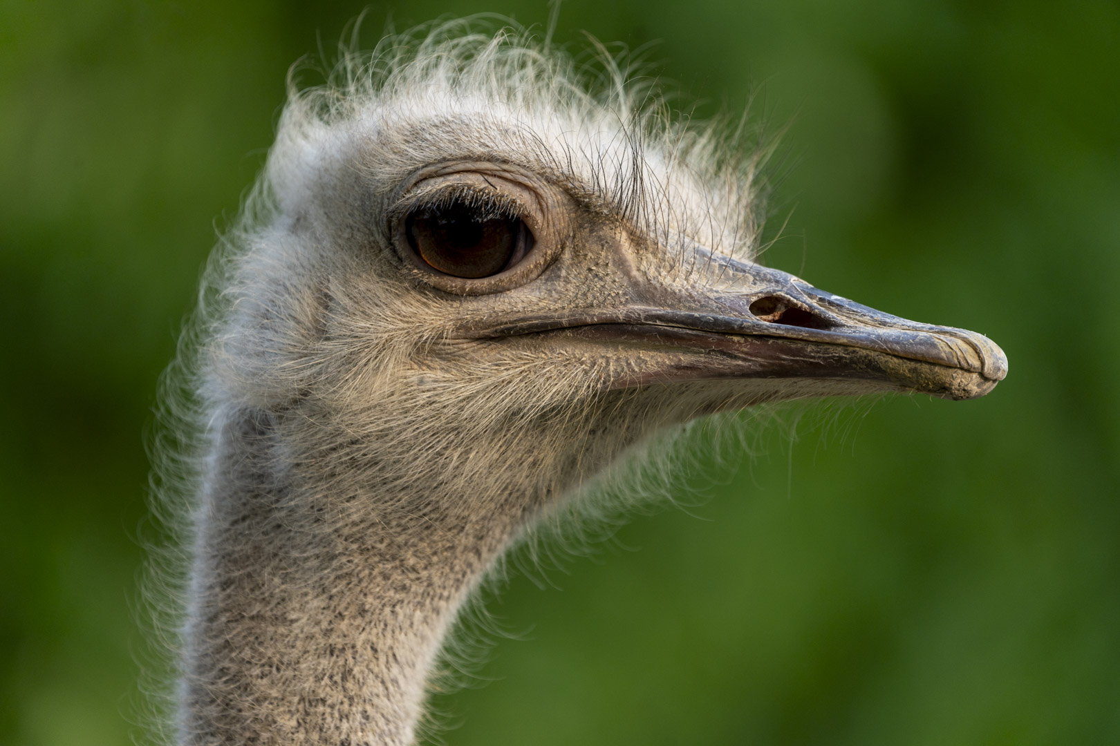 ostrich