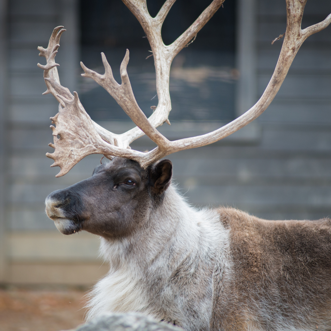 reindeer