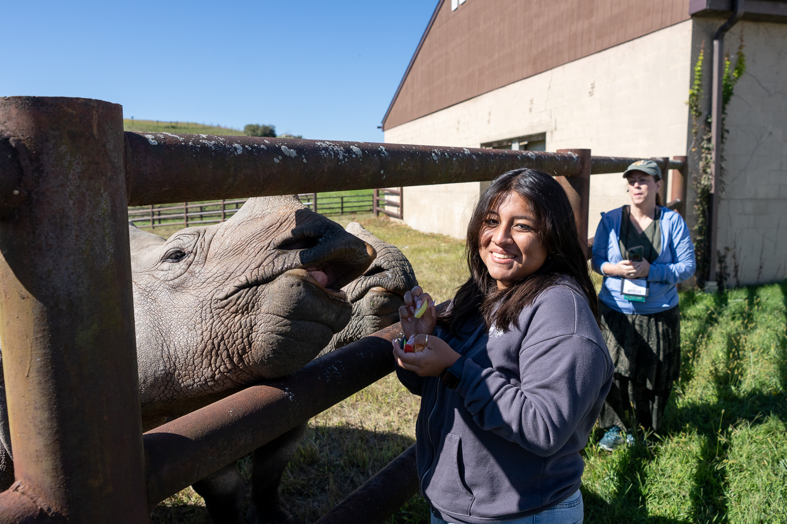 woman feeding apple slices to rhino